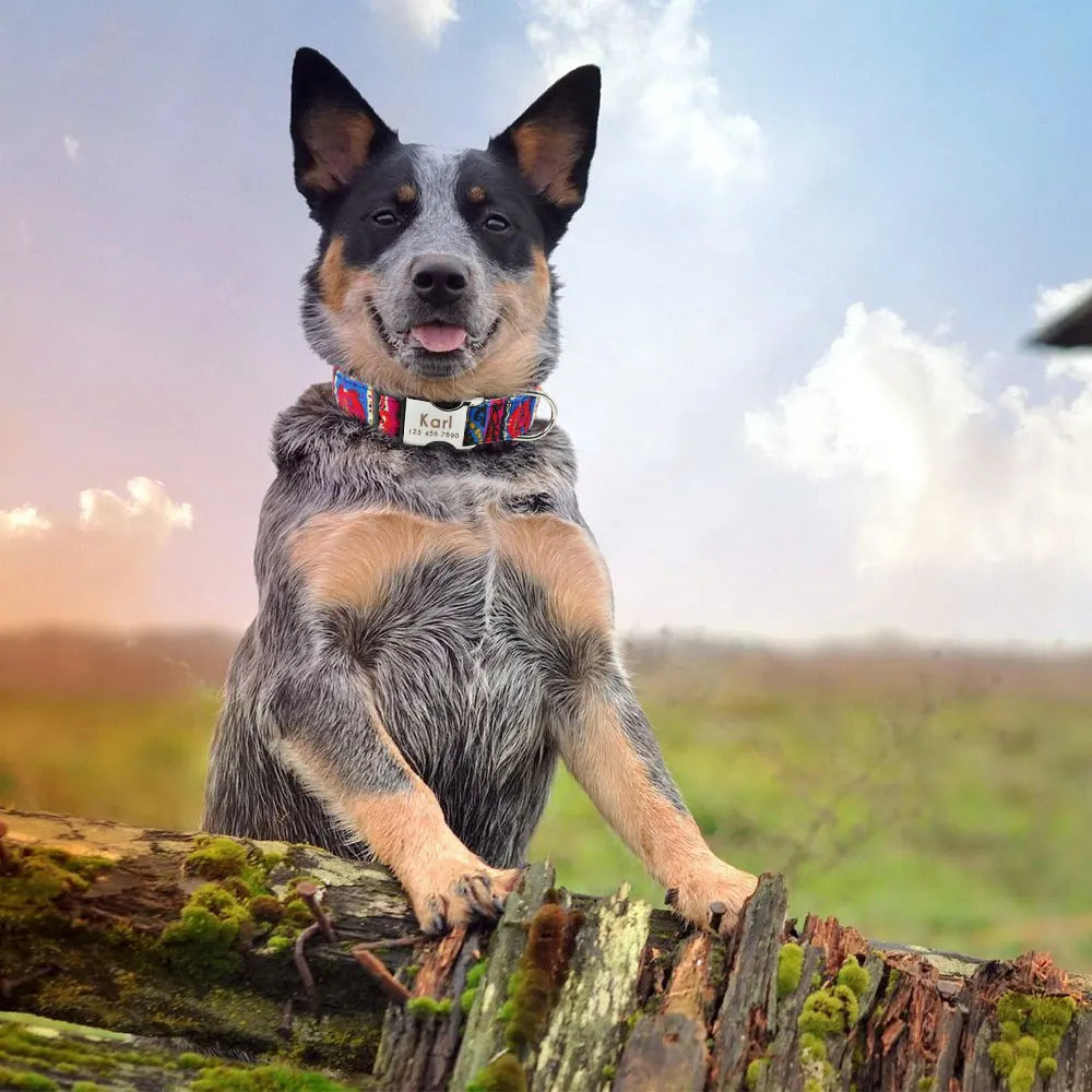 Collar Ajustable de Nylon Personalizado para Perros y Gatos con Nombre Grabado